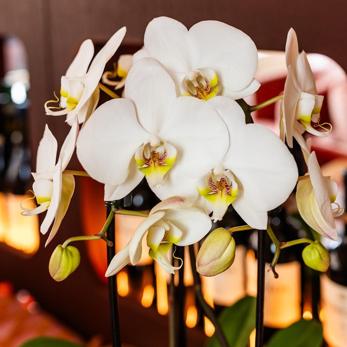 Kolibri Orchids | Weißes Mono Bouquet Niagara Fall White in Oyster Dish