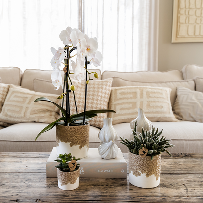 Set Bloom Sand