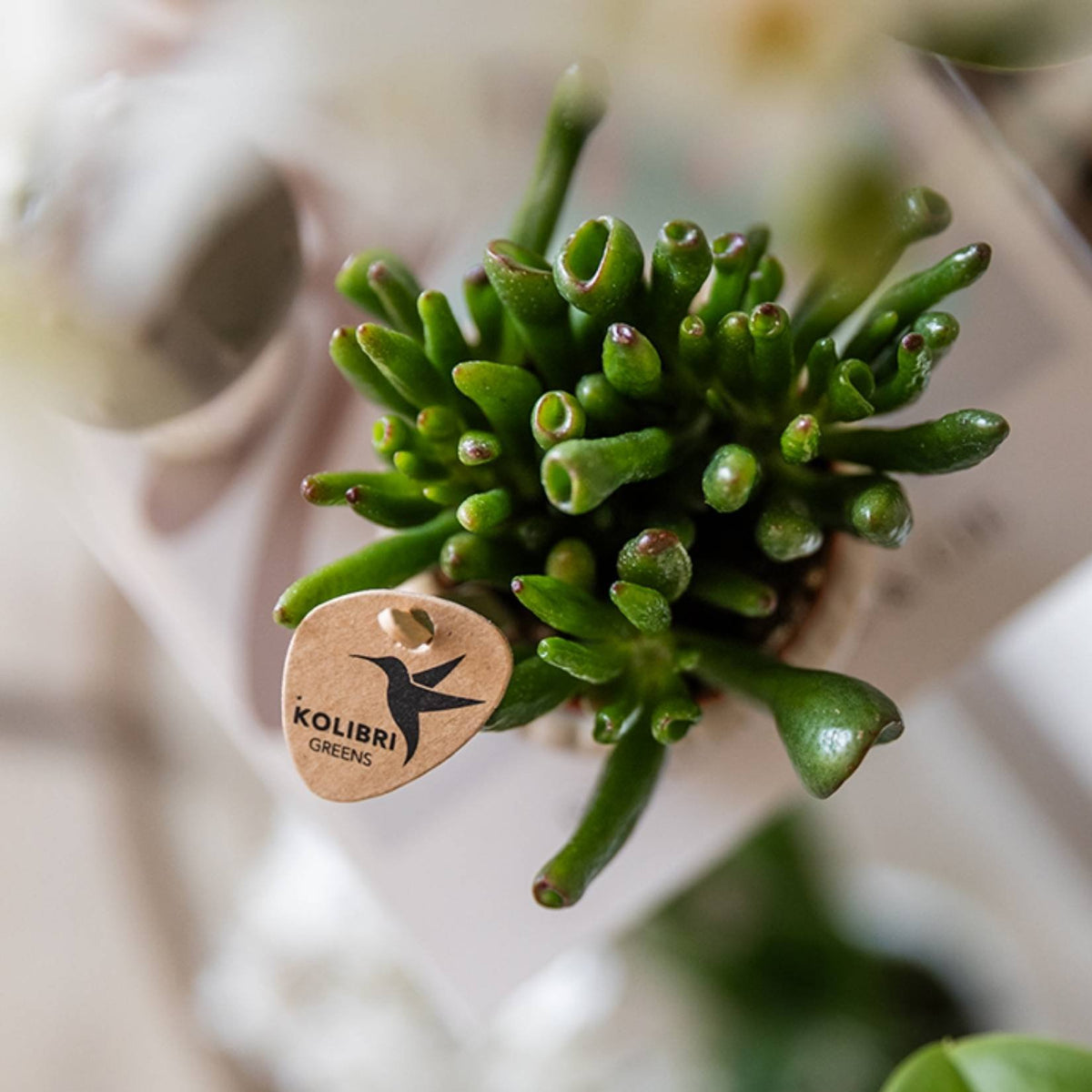 Kolibri Greens | Sukkulente Crassula Hobbit im Le Chic Übertopf Gold - Ø9 cm
