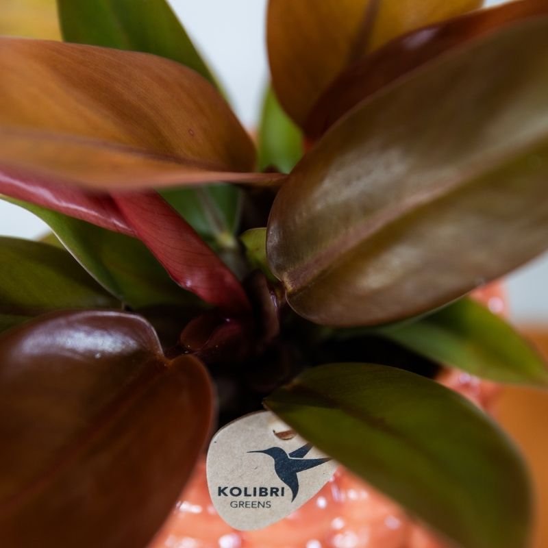 Kolibri Greens | Grünpflanze - Philodendron Ruby Red - Grüne Zimmerpflanze - Frisch vom Züchter - Ø9cm