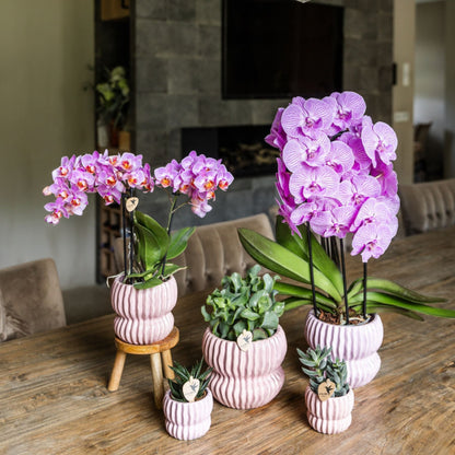 Kolibri Orchids | Rosa Phalaenopsis Orchidee - Mineral Antwerpen im Horizon Übertopf Hellrosa - Ø9 cm