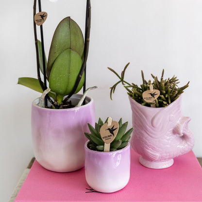 Kolibri Greens | Pflanzenset Gradience Gemischt - 3 Sukkulenten & 1 Stapelia Leendertziae