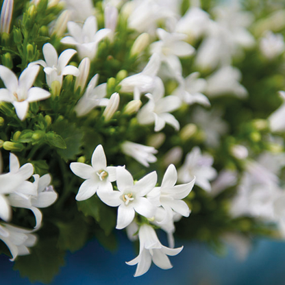 2x Campanula Addenda Ambella White in Berry-Dekotöpfen – Topfgröße 12 cm – Staude – winterhart
