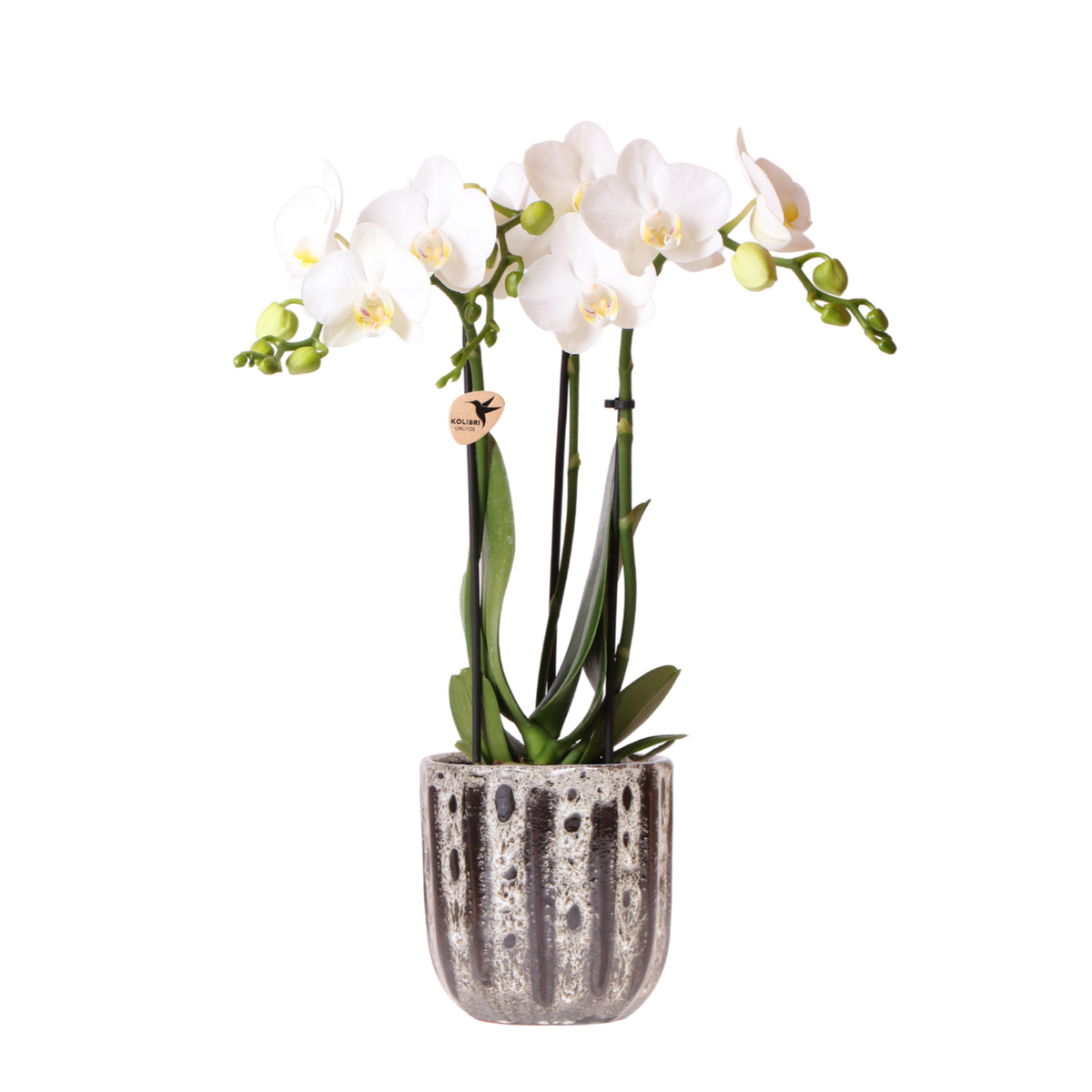 Kolibri Orchids | Weiße Phalaenopsis Orchidee - Mineral Amabilis im Soul Übertopf - Ø9 cm