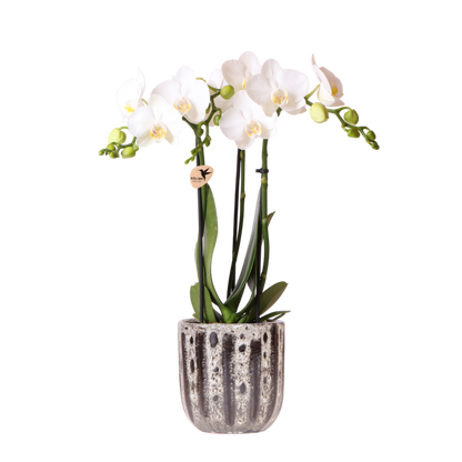 Kolibri Orchids | Weiße Phalaenopsis Orchidee - Mineral Amabilis im Soul Übertopf - Ø9 cm
