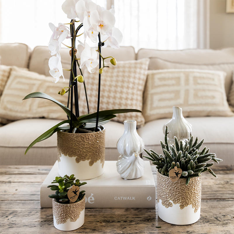 Kombi‑Deal | Bloom Sand Übertopf‑Set