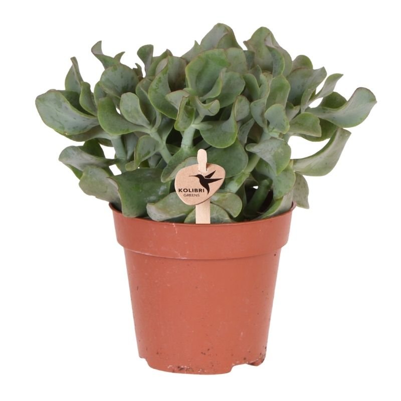 Kolibri Greens | Grünpflanze - Sukkulente Crassula Arborescens - Grüne Zimmerpflanze - Frisch vom Züchter - Ø12cm