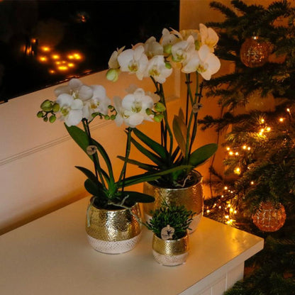 Kolibri Orchids | Weiße Phalaenopsis Orchidee - Mineral Amabilis im Elite Übertopf Gold mit Geschenkbox - Ø9 cm
