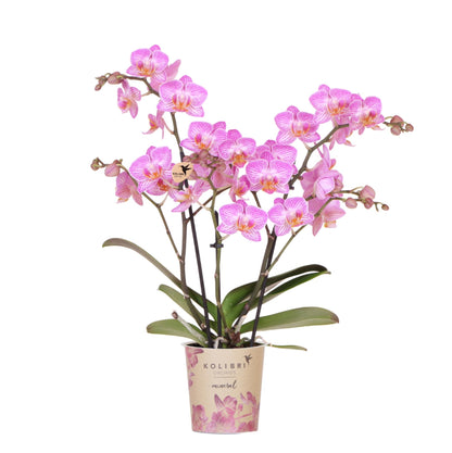 Kolibri Orchids | Rosa Phalaenopsis-Orchidee Topfgröße Ø9cm | Switzerland | Blühende Zimmerpflanze – Frisch vom Züchter