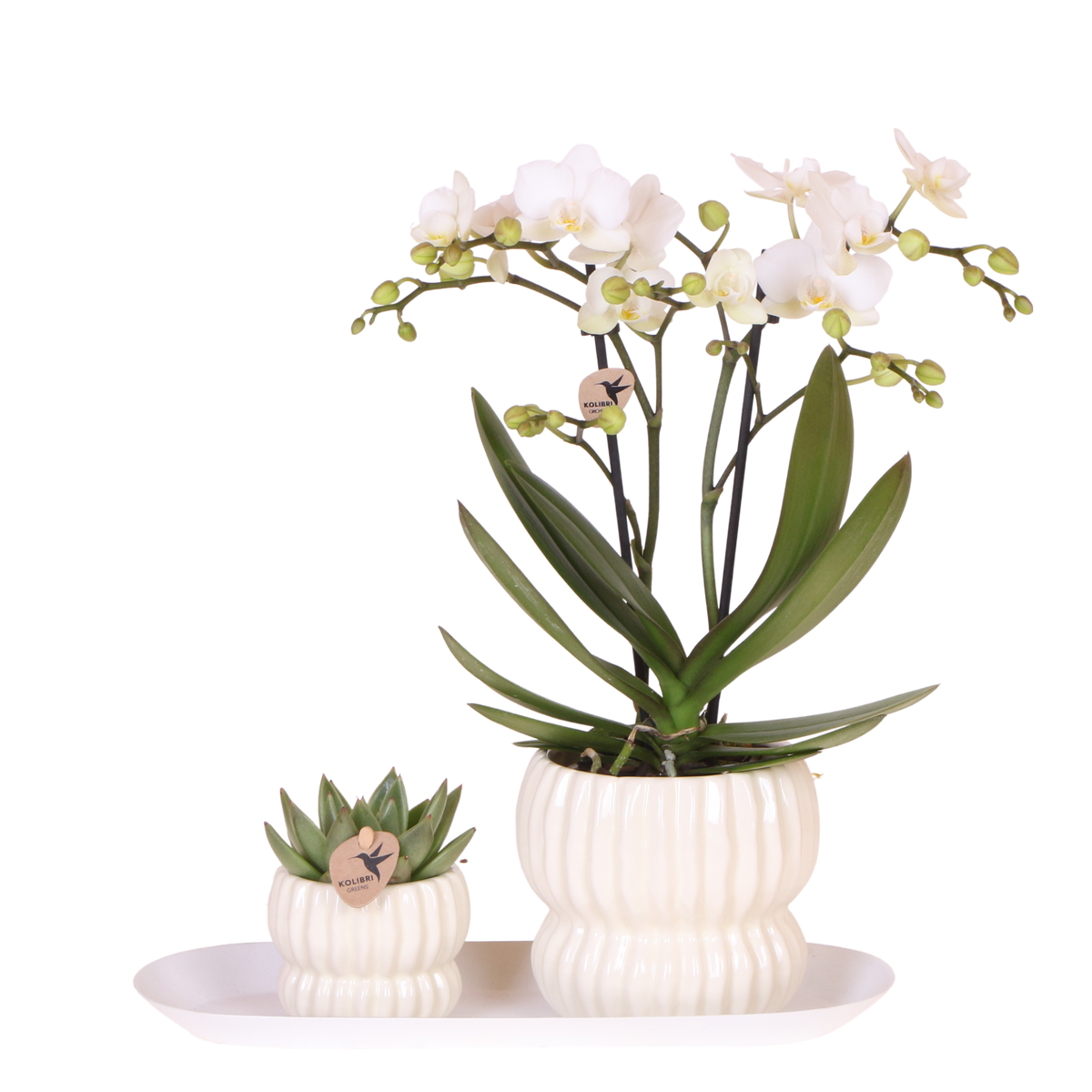 Kolibri Orchids | Geschenkset Horizon Weiß - Weiße Phalaenopsis Orchidee Blossom Zurich & Sukkulente