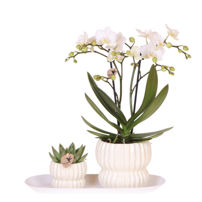 Kolibri Orchids | Geschenkset Horizon Weiß - Weiße Phalaenopsis Orchidee Blossom Zurich & Sukkulente