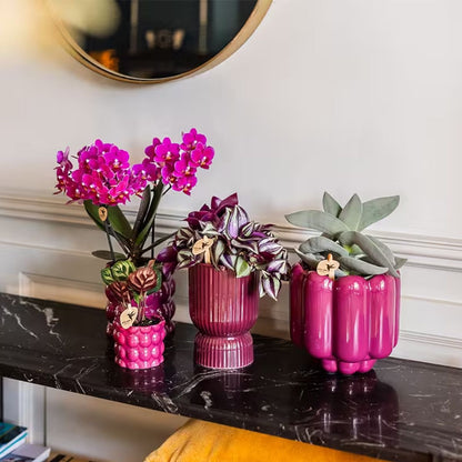 Kolibri Orchids | Pflanzenset Cotton Lila - Lila Phalaenopsis Orchidee Blossom Chamonix, Sukkulenten & Calathea Makoyana