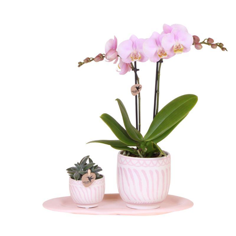 Geschenkset Granada Rosa | Grünpflanze mit rosa Phalaenopsis-Orchidee in Granada-Ziertöpfen auf einem rosa organischen Tablett