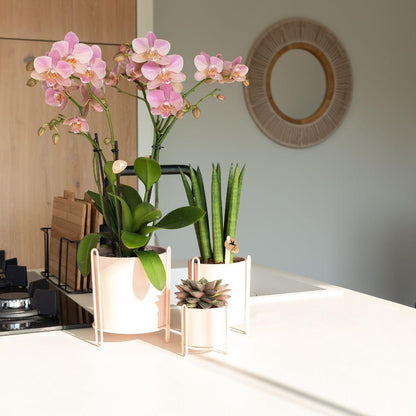 Kolibri Orchids | Altrosa Phalaenopsis Orchidee - Jewel Treviso - Topfgröße Ø12cm | blühende Zimmerpflanze - frisch vom Züchter