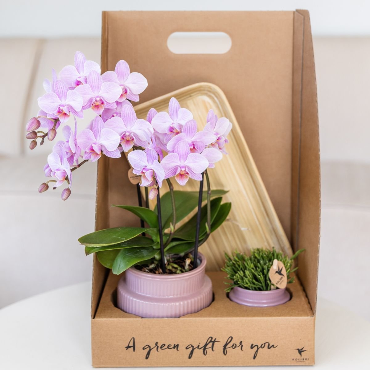 Kolibri Orchids | Geschenkset Allure Lila - Rosa-Violette Phalaenopsis Orchidee Mineral Frederikstad & Sukkulente