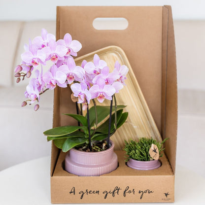 Kolibri Orchids | Geschenkset Allure Lila - Rosa-Violette Phalaenopsis Orchidee Mineral Frederikstad & Sukkulente
