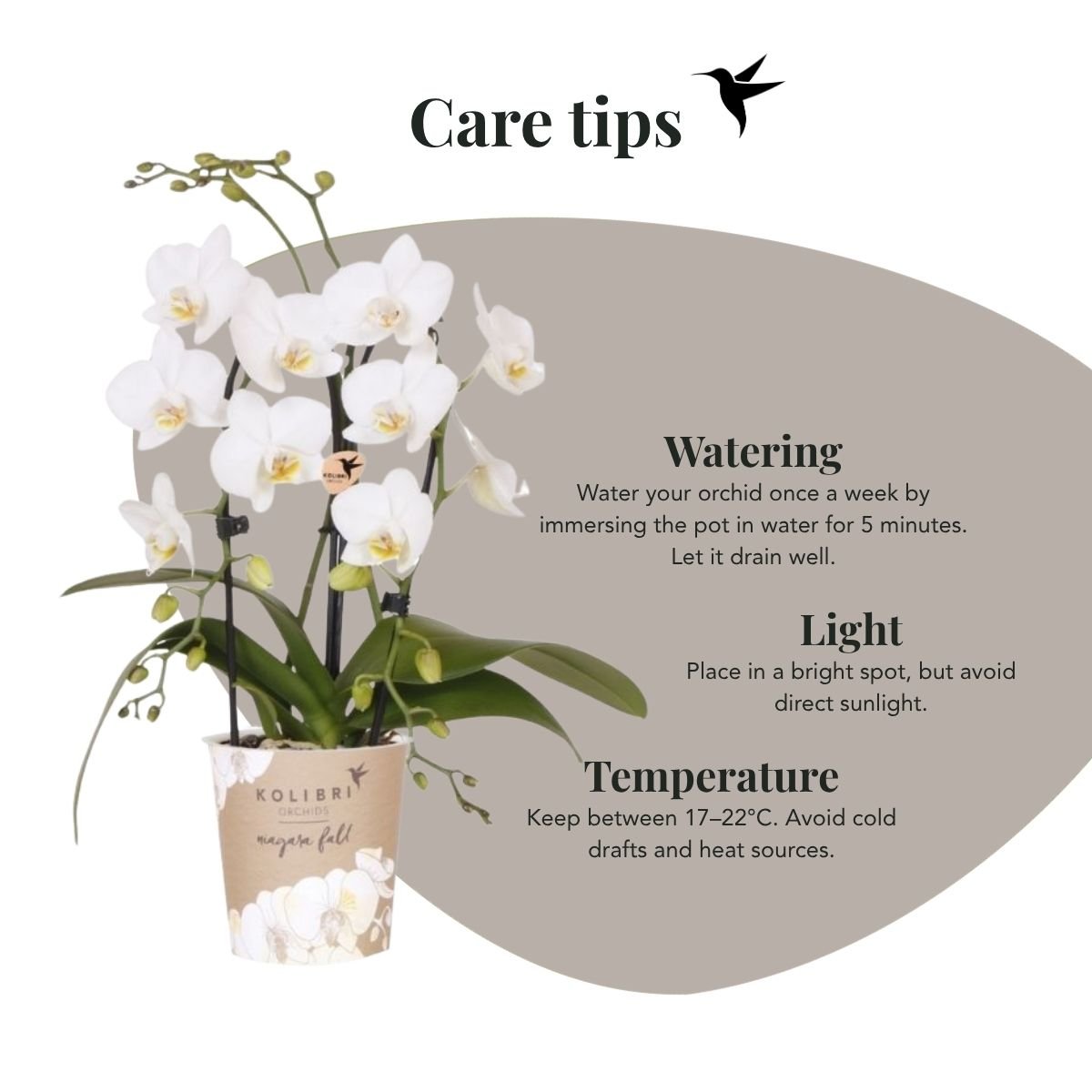 Kolibri Orchids | Weiße Phalaenopsis-Orchidee - Niagara Fall White - Blühende Zimmerpflanze - Frisch vom Züchter - Ø9cm