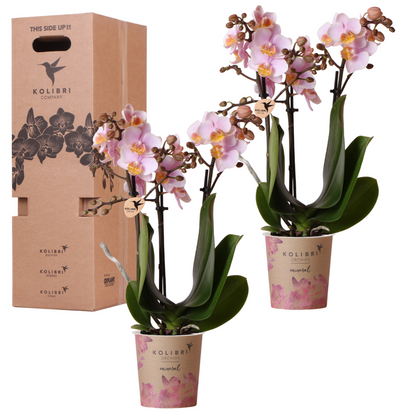 Kolibri Orchids - Überraschungsbox Einfarbig - Pflanzen-Vorteilsbox - Überraschungsbox mit 2 Orchideen - Frisch vom Züchter