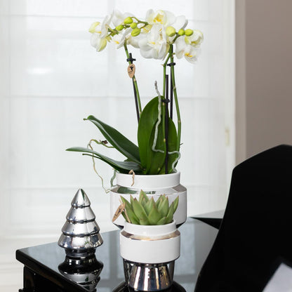 Kolibri Orchids | Geschenkset Le Chic Silver - Weiße Phalaenopsis Orchidee Amabilis & Sukkulente