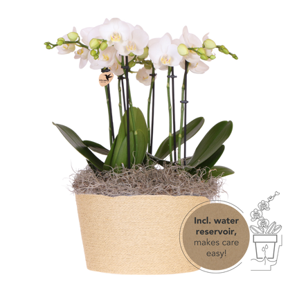 Kolibri Orchids | Weißes Jungle Bouquet Mineral Amabilis im Reed Basket