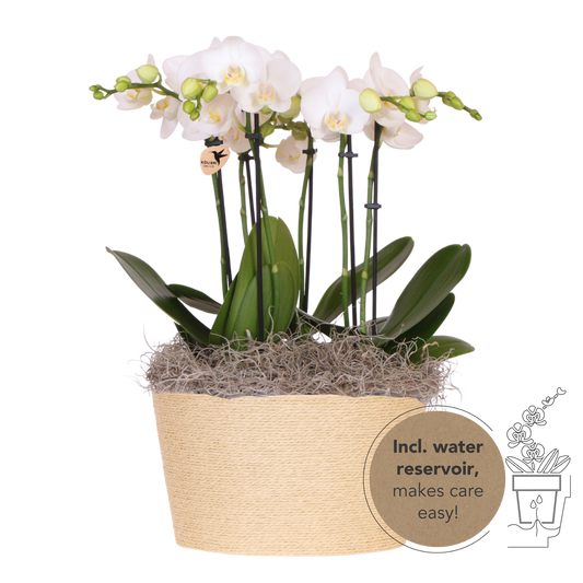 Kolibri Orchids | Weißes Jungle Bouquet Mineral Amabilis im Reed Basket
