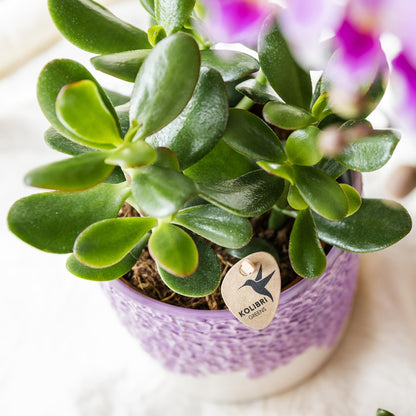 Kolibri Greens | Set mit 4 Sukkulenten - Grünpflanzen - Topfgröße Ø9cm