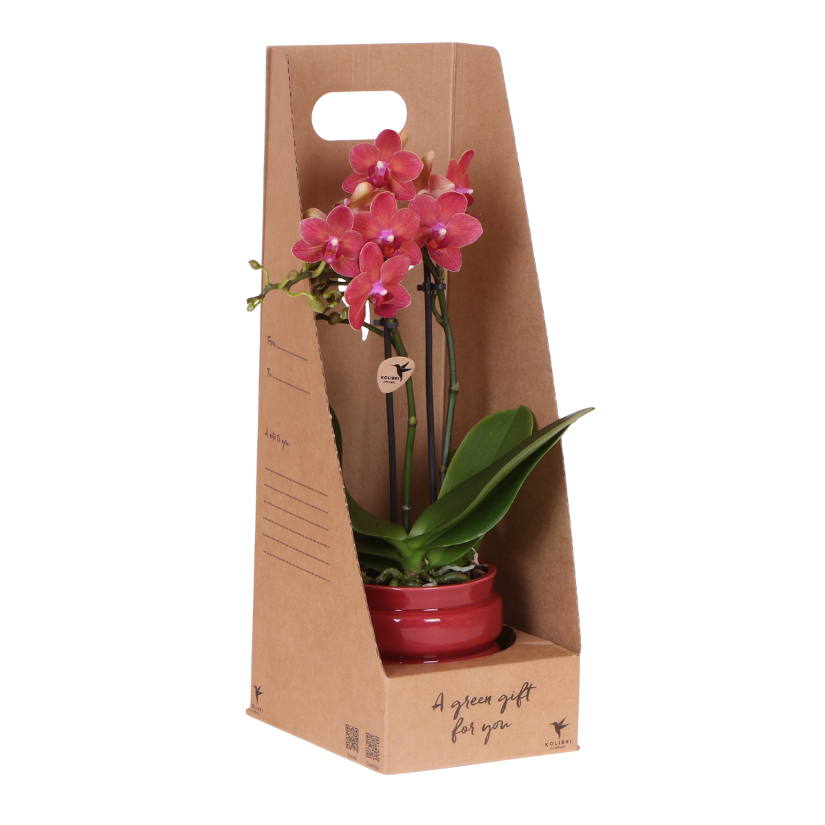 Kolibri Orchids | Rote Phalaenopsis Orchidee - Blossom Congo im Noma Übertopf Rot mit Geschenkbox - Ø9 cm