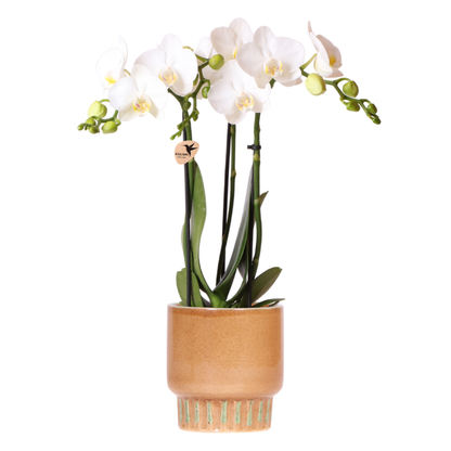 Blanca mit Bold Cognac Übertopf