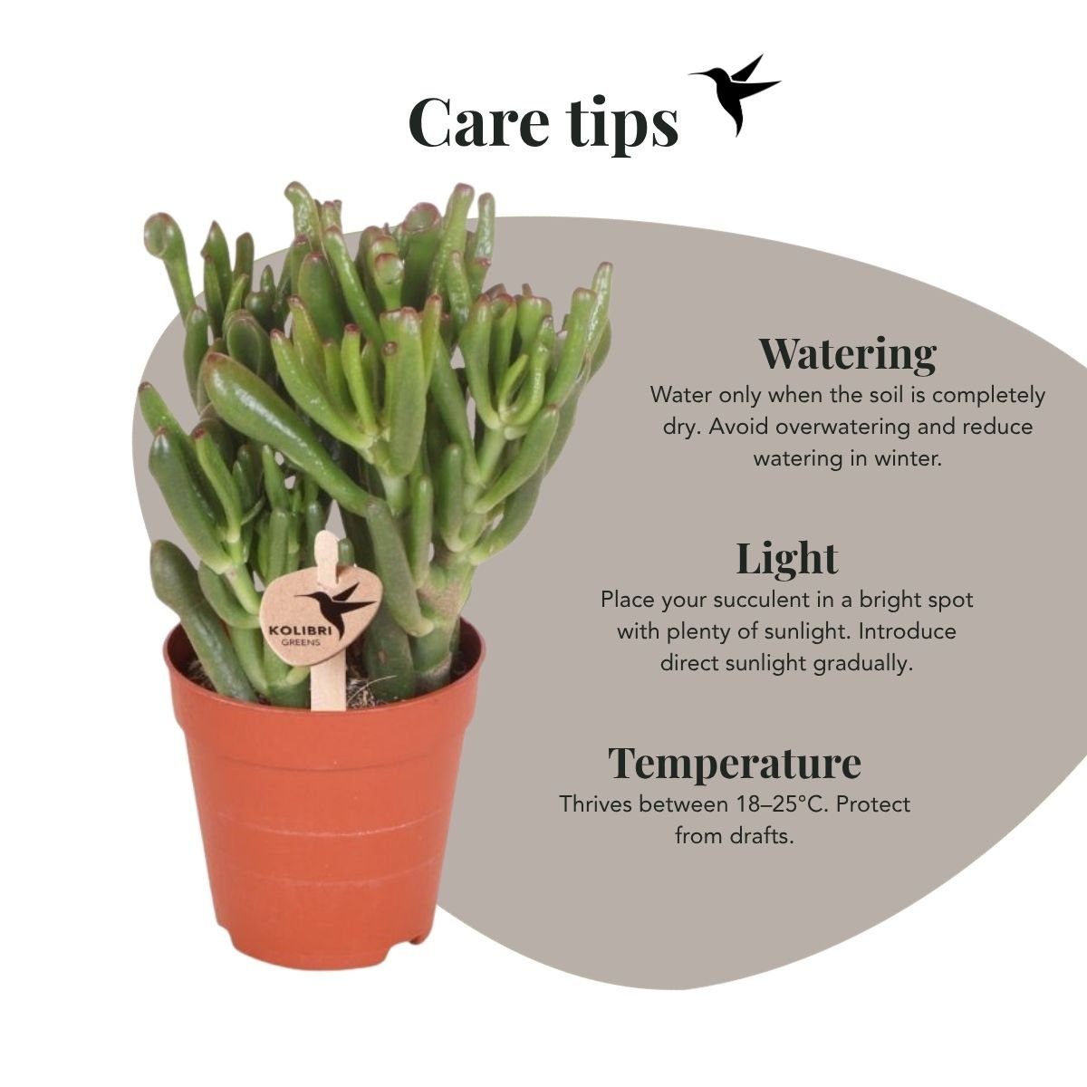 Kolibri Greens | Sukkulente Crassula Hobbit im Le Chic Übertopf Gold - Ø9 cm