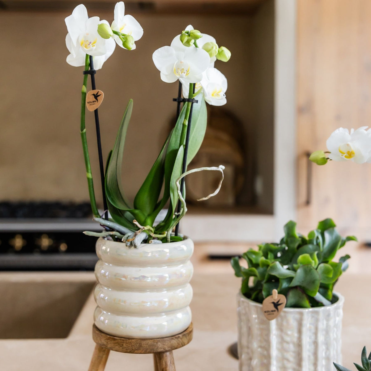 Kolibri Orchids | Weiße Phalaenopsis Orchidee - Mineral Amabilis im Glow Travertin Übertopf mit Geschenkbox - Ø9 cm