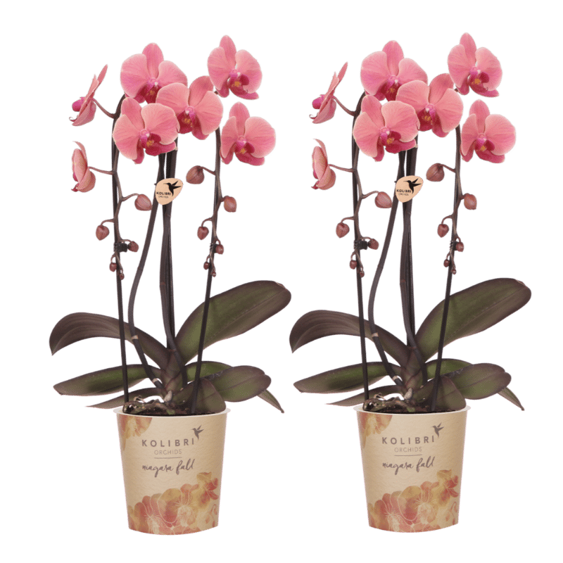 Kolibri Orchids | Kombi-Angebot - 2 Lachsrosa Phalaenopsis Orchideen Niagara Fall Narbonne - Ø12 cm