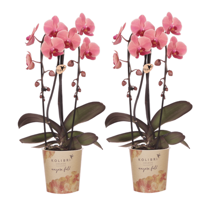 Kolibri Orchids | Kombi-Angebot - 2 Lachsrosa Phalaenopsis Orchideen Niagara Fall Narbonne - Ø12 cm
