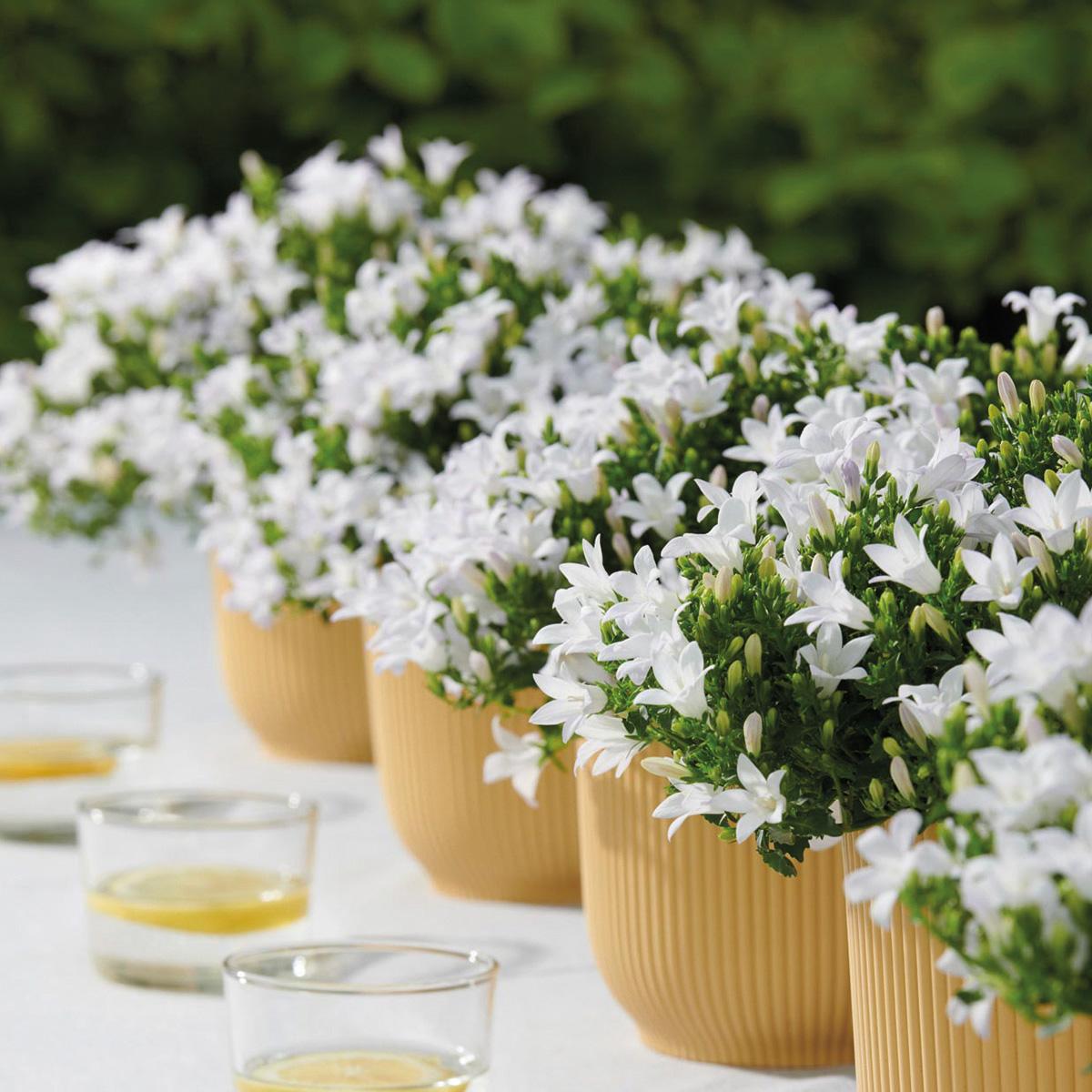 Campanula Addenda - Glockenblume lila Topfgröße 12cm - mehrjährig - winterhart - White