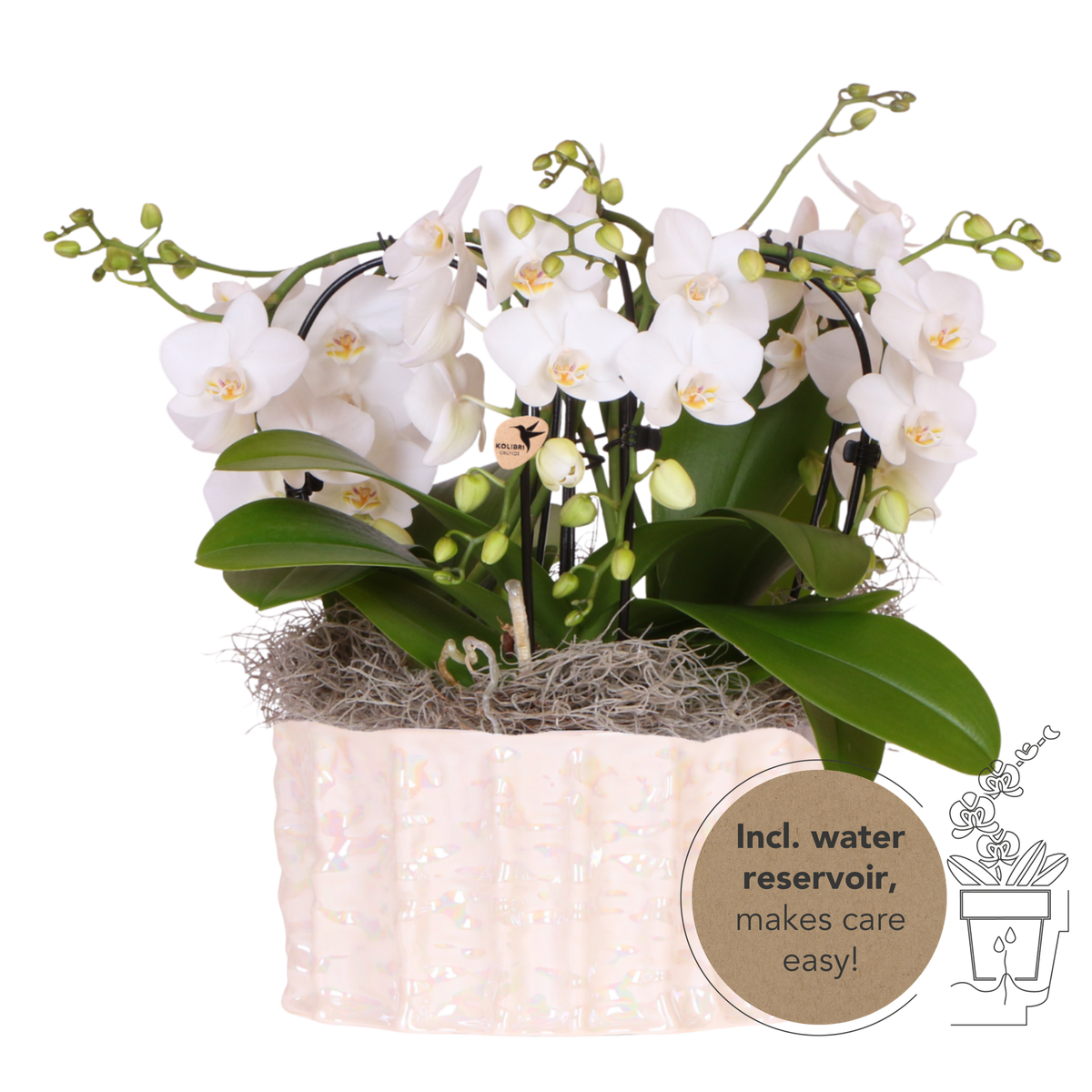 Kolibri Orchids | Weißes Jungle Bouquet Niagara Fall in Oyster Dish