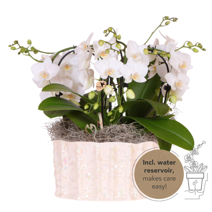 Kolibri Orchids | Weißes Jungle Bouquet Niagara Fall in Oyster Dish