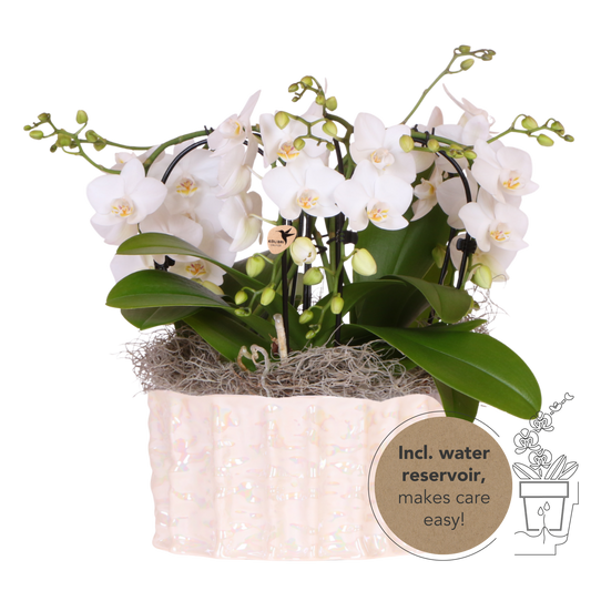 Kolibri Orchids | Weißes Jungle Bouquet Niagara Fall in Oyster Dish