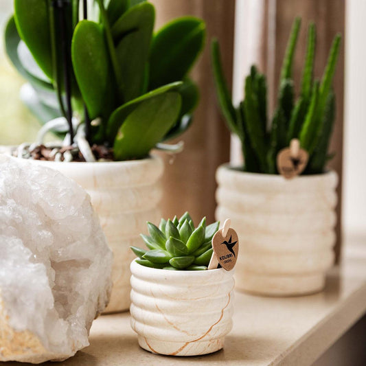 Pflanzenset Slow Living Small | Weiße Phalaenopsis Orchidee Lausanne und Sukkulente inkl. Keramik-Zierpflanztöpfe auf weißem organischen Tablett