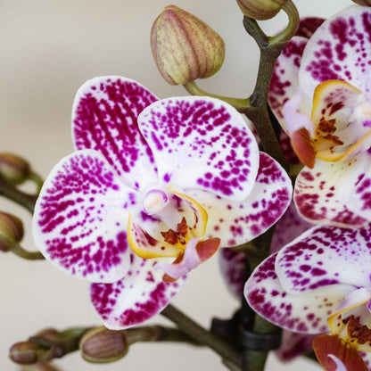 Kolibri Orchids | Rosa-Violette Phalaenopsis-Orchidee Topfgröße Ø9cm | Bora Bora | Blühende Zimmerpflanze – Frisch vom Züchter
