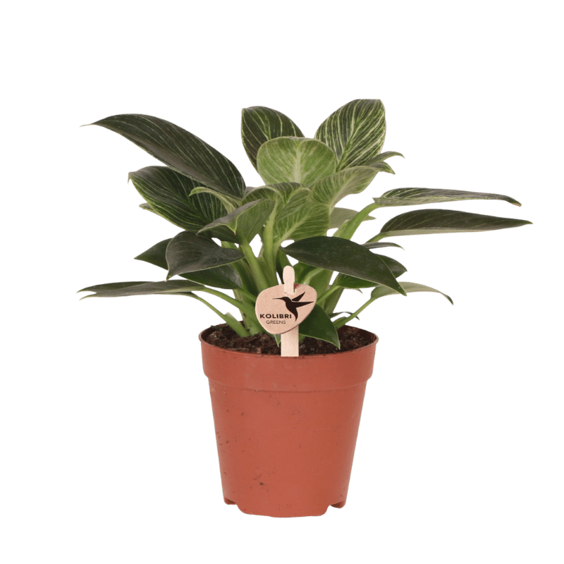 Kolibri Greens | Grünpflanze - Philodendron White Measure - Grüne Zimmerpflanze - Frisch vom Züchter - Ø9cm