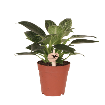Kolibri Greens | Grünpflanze - Philodendron White Measure - Grüne Zimmerpflanze - Frisch vom Züchter - Ø9cm