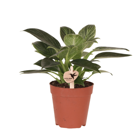 Kolibri Greens | Grünpflanze - Philodendron White Measure - Grüne Zimmerpflanze - Frisch vom Züchter - Ø9cm
