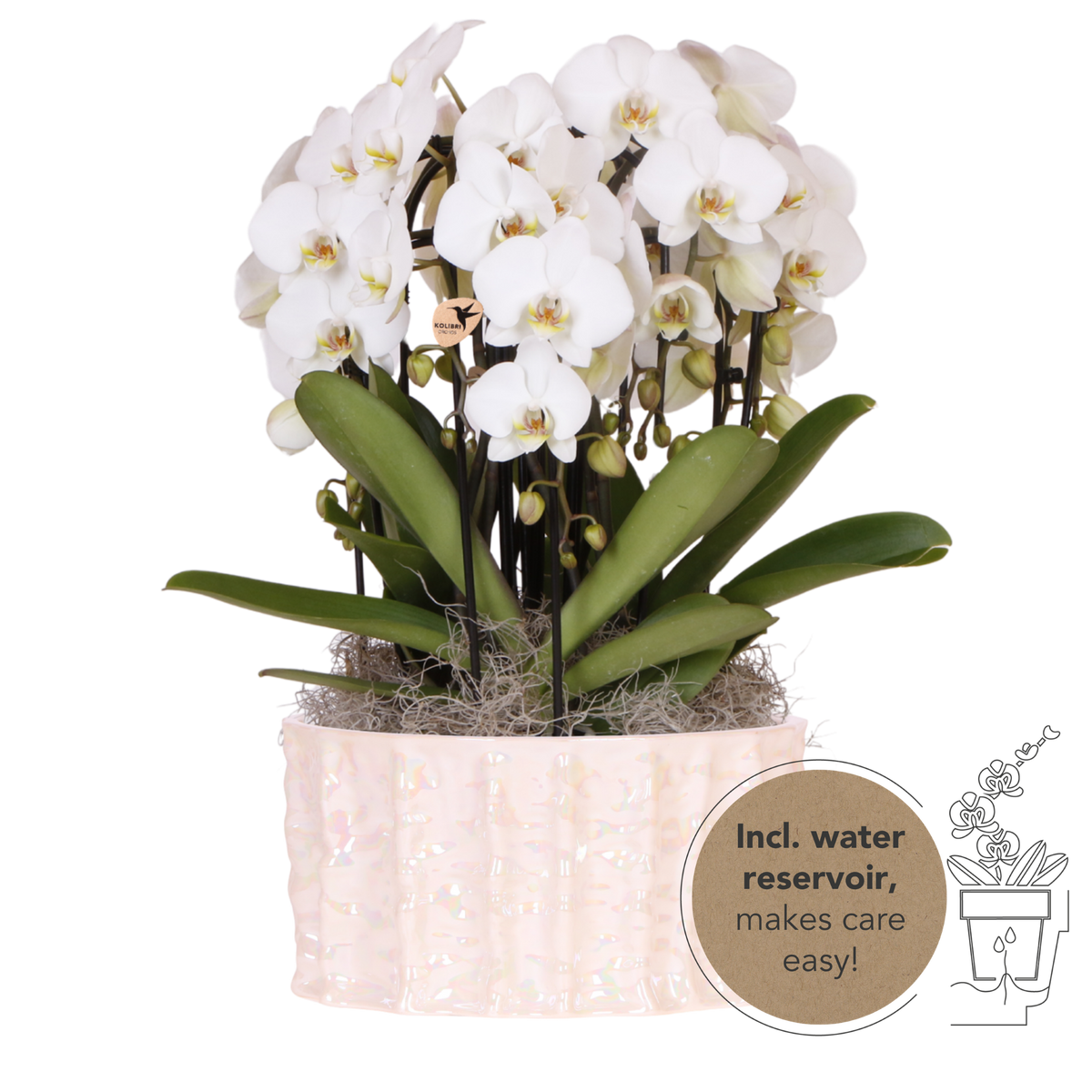 Kolibri Orchids | Weißes Mono Bouquet Niagara Fall White in Oyster Dish