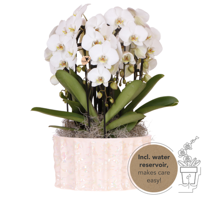 Kolibri Orchids | Weißes Mono Bouquet Niagara Fall White in Oyster Dish