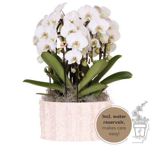 Kolibri Orchids | Weißes Mono Bouquet Niagara Fall White in Oyster Dish