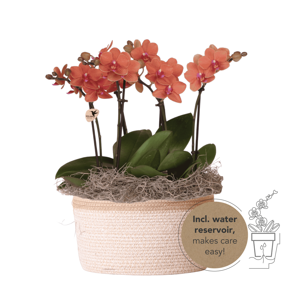 Kolibri Orchids | Oranges Jungle Bouquet Mineral Bolzano im Cotton Basket