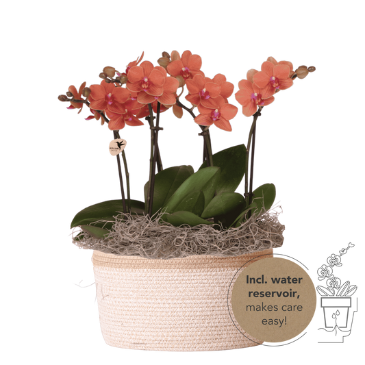 Kolibri Orchids | Oranges Jungle Bouquet Mineral Bolzano im Cotton Basket