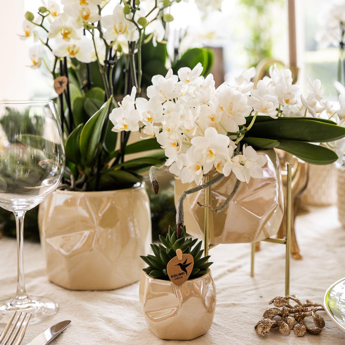 Leonor (Phalaenopsis Nazaré)