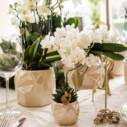 Leonor (Phalaenopsis Nazaré)