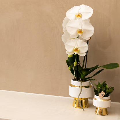 Kolibri Home | Le Chic Übertopf - Gold - Ø6cm