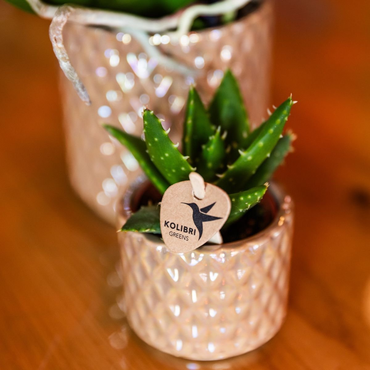 Kolibri Orchids | Geschenkset Diamond Pearl Sand - Weiße Phalaenopsis Orchidee Mineral Amabilis & Sukkulente